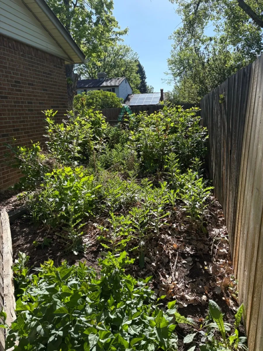 Overgrown yard before a seasonal cleanup in the Littleton area