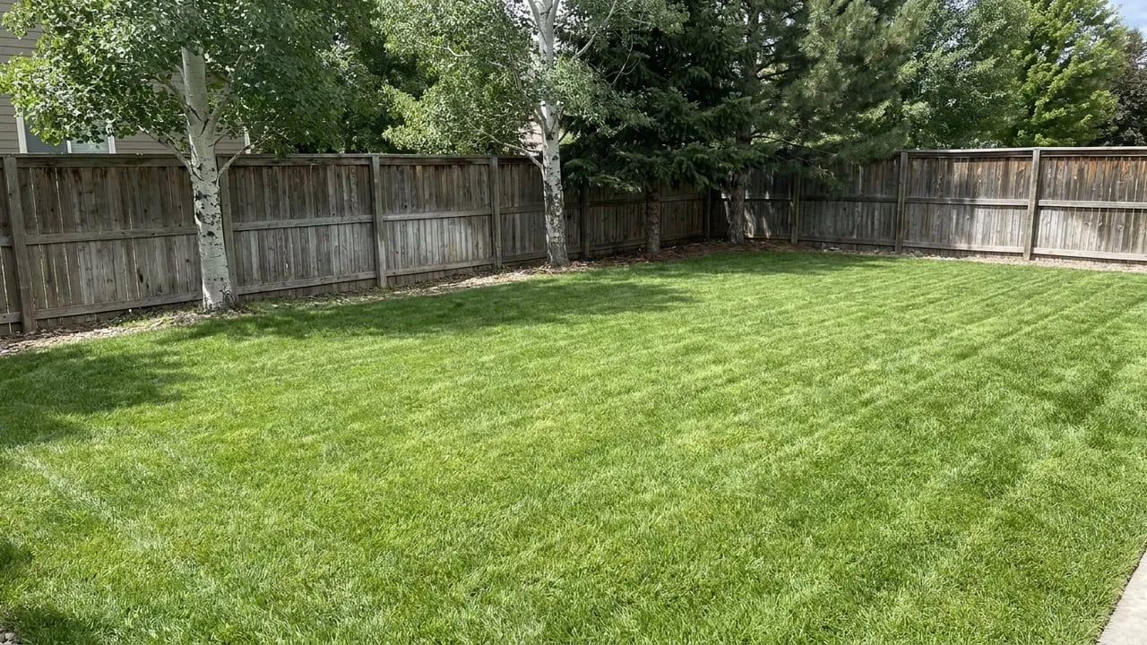 Backyard cut and cleaned up