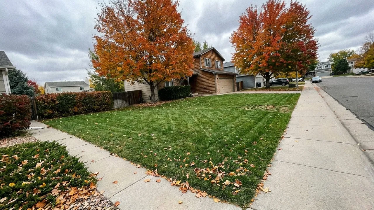 Fall cleanup: leaves cleared off the lawn