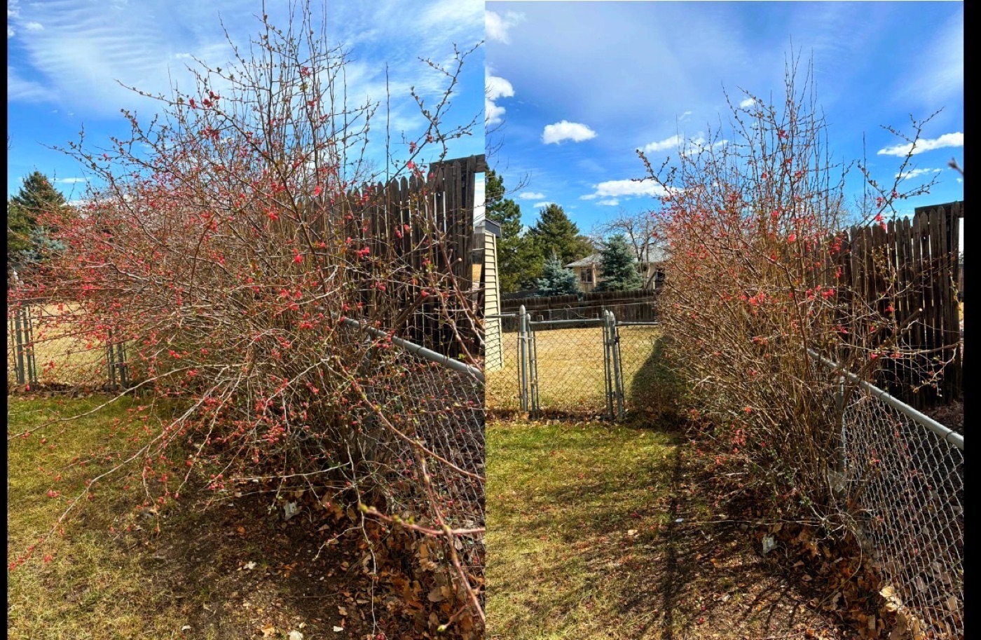 Before and after bush and tree trimming in Highlands Ranch, CO