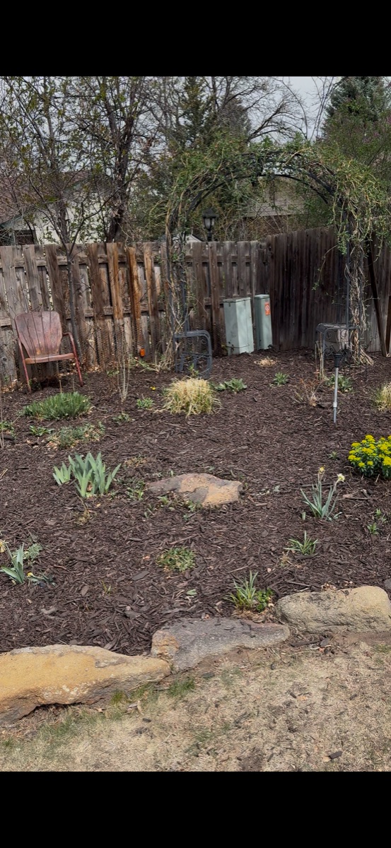 Yard after seasonal cleanup in Littleton, CO