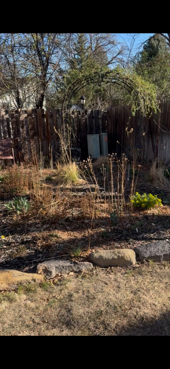 Yard before seasonal cleanup in Littleton, CO